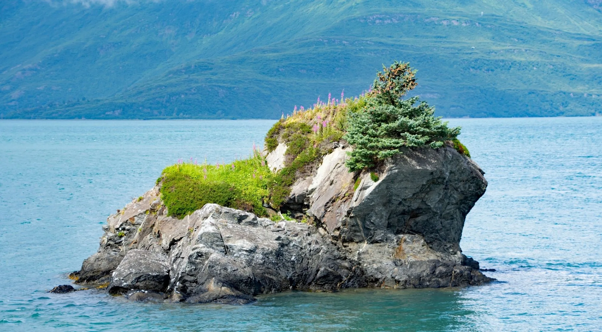 A small rocky islet crowned with spruce and pink fireweed rising from pale turquoise glacial water