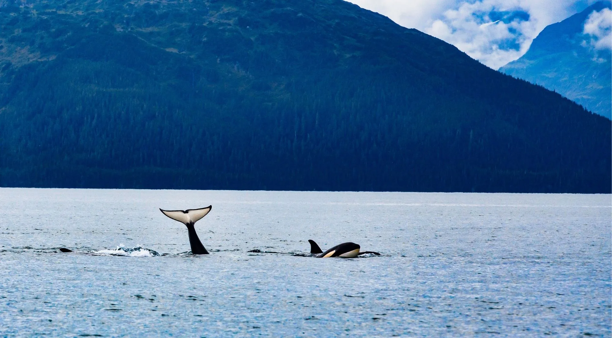 An orca raising its tail fluke beside a second orca's dorsal fin on calm water below a steep forested mountainside