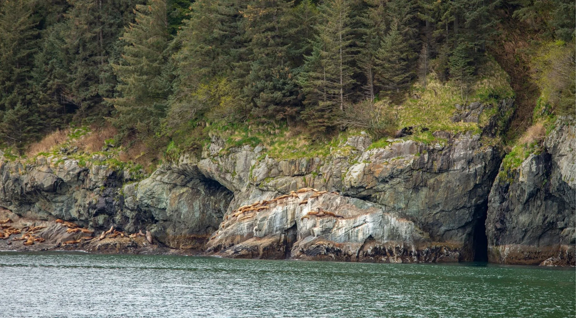 A rocky shoreline cliff of folded, rust-streaked stone with a sea cave at the waterline below spruce forest