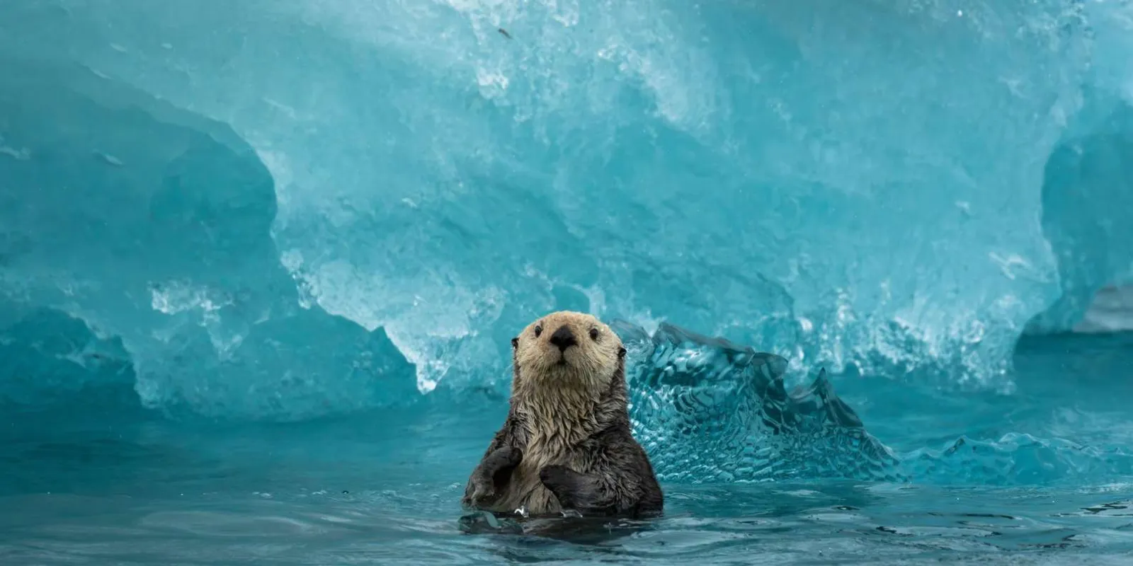 A sea otter floating upright in front of the vivid turquoise wall of a grounded iceberg