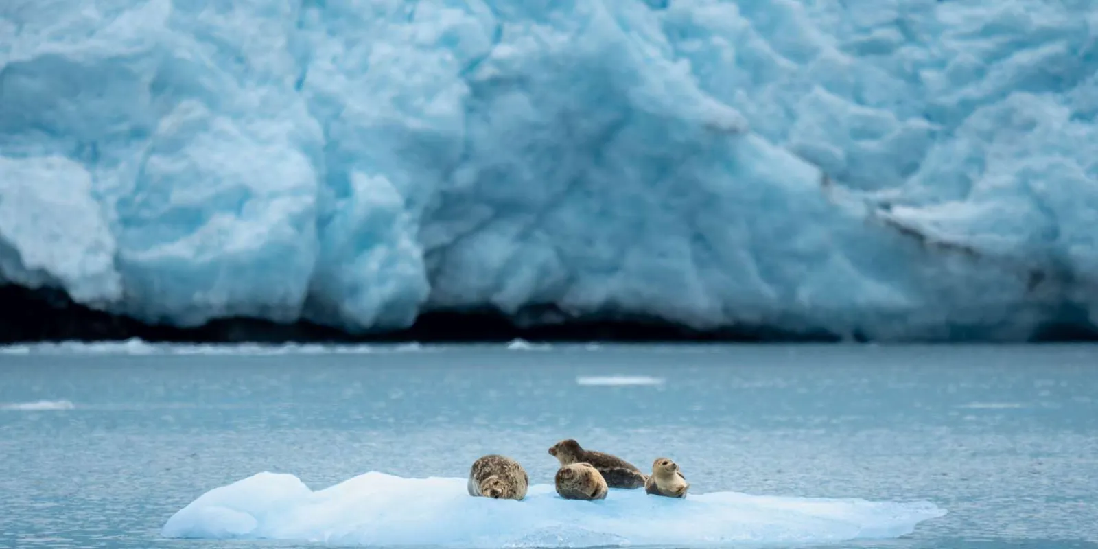 Three harbour seals resting together on a low ice floe beneath the pale blue face of a tidewater glacier