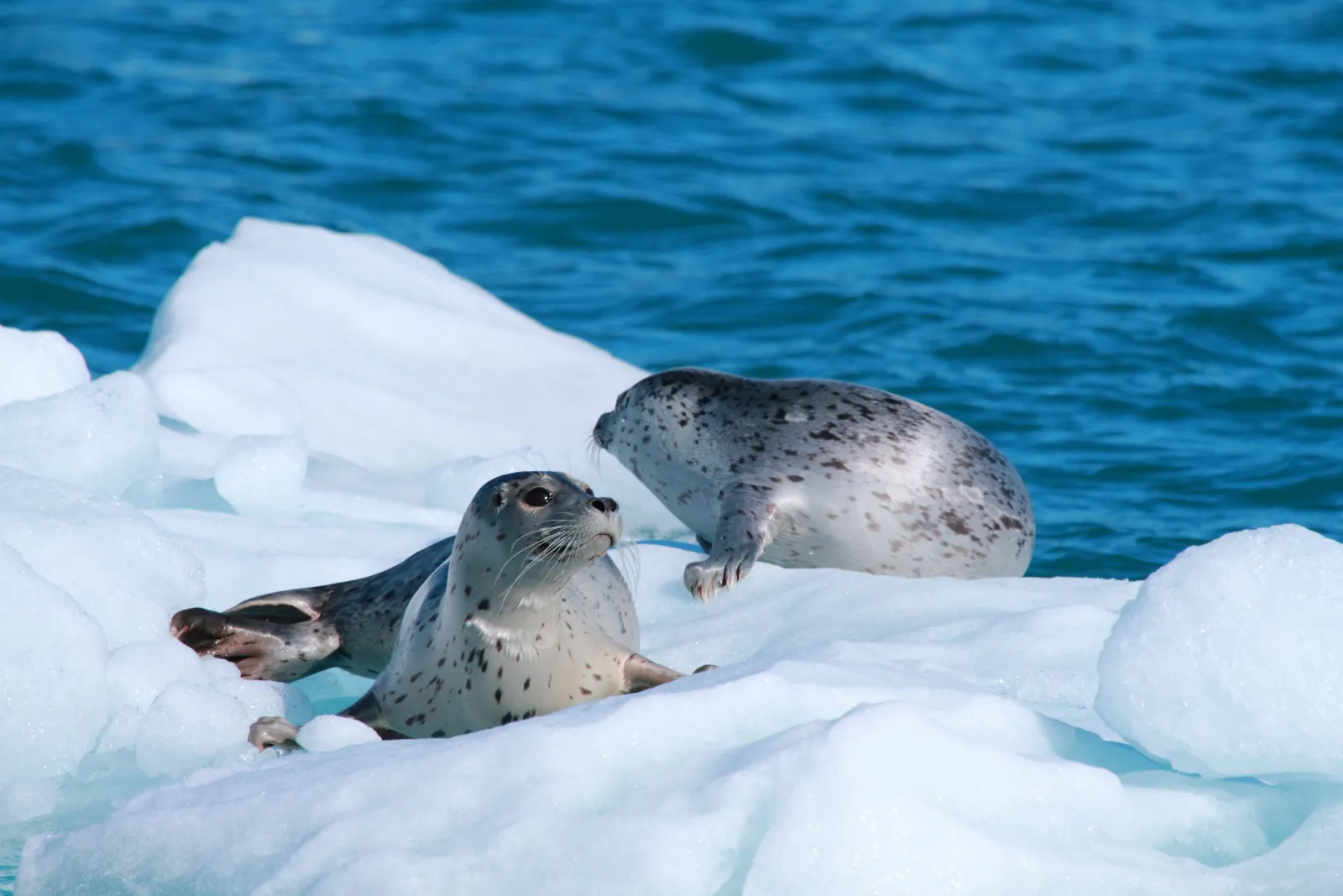 Two spotted harbour seals resting on a floating slab of blue glacier ice in Columbia Bay