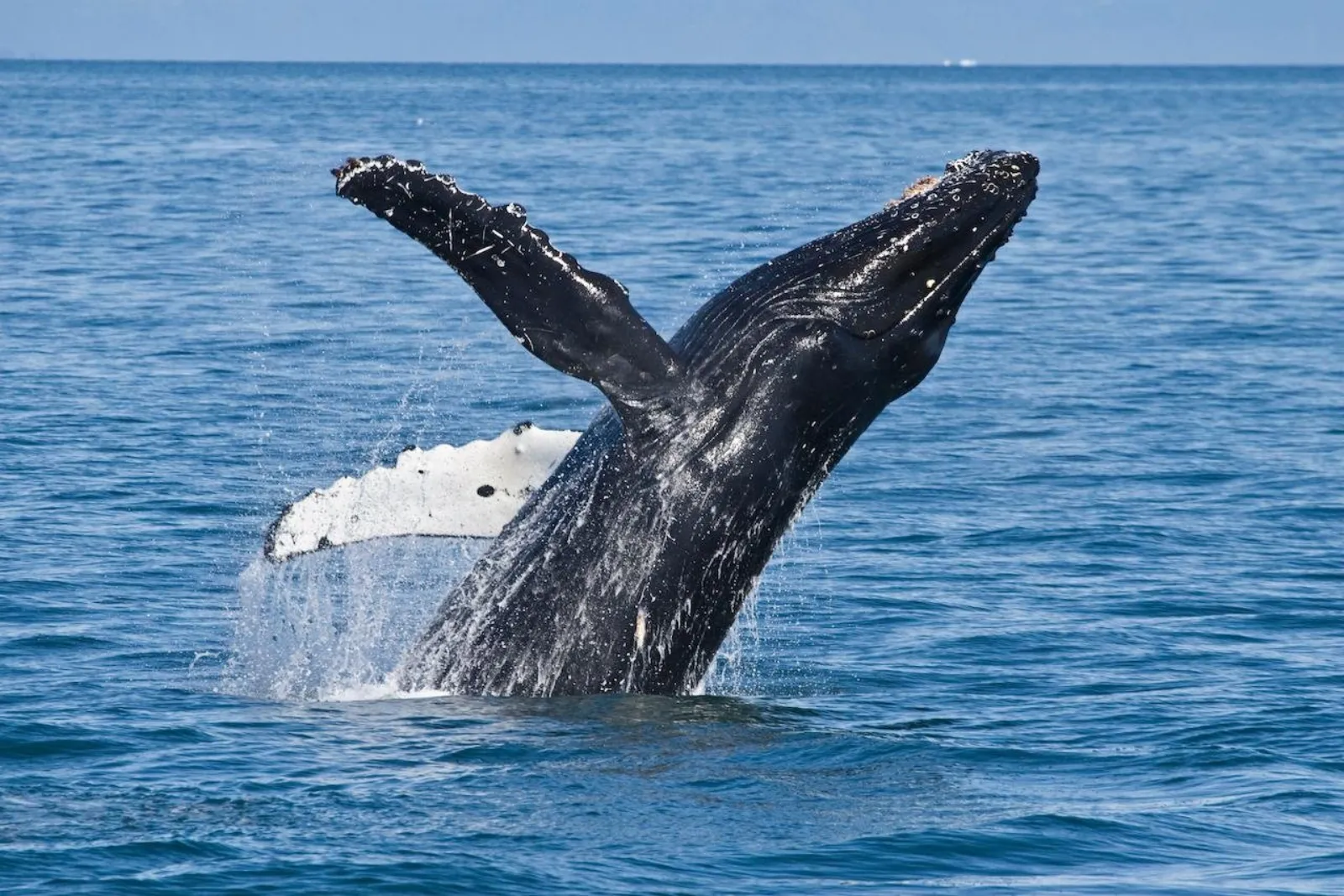 A humpback whale breaching clear of the water, its long white pectoral fin raised against deep blue sea