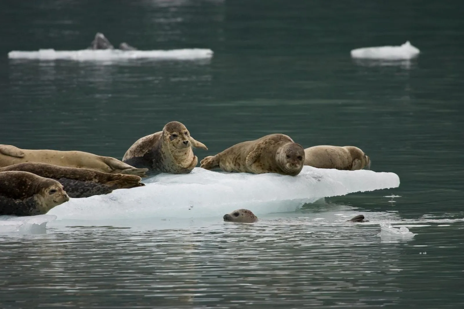 A group of harbour seals hauled out on a low iceberg, with another swimming alongside in the grey-green water