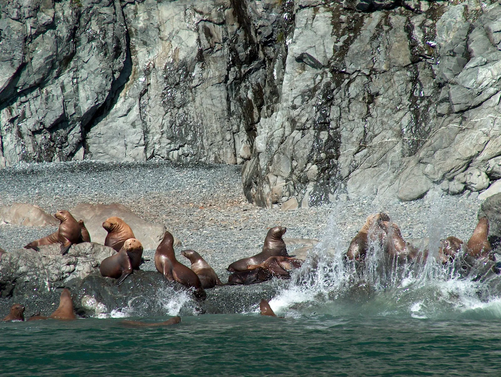 A Steller sea lion haulout, animals packed onto a rocky shoreline with surf breaking over them