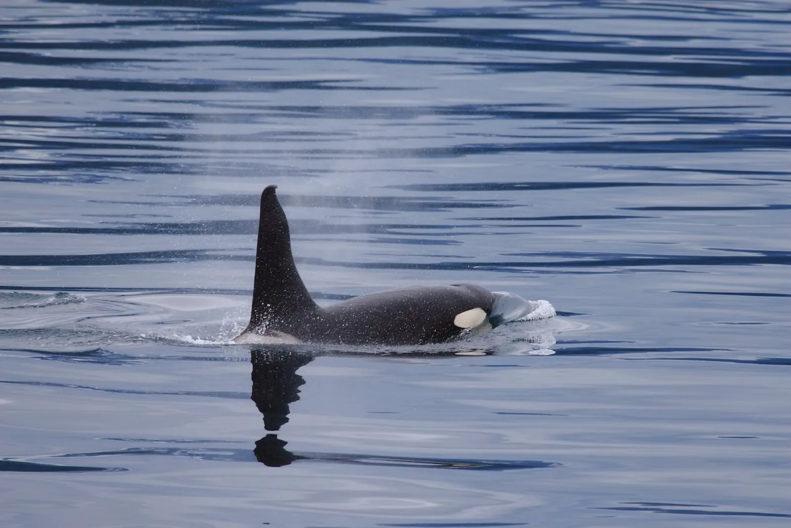 A lone orca surfacing on glassy water, its tall dorsal fin mirrored in the surface below