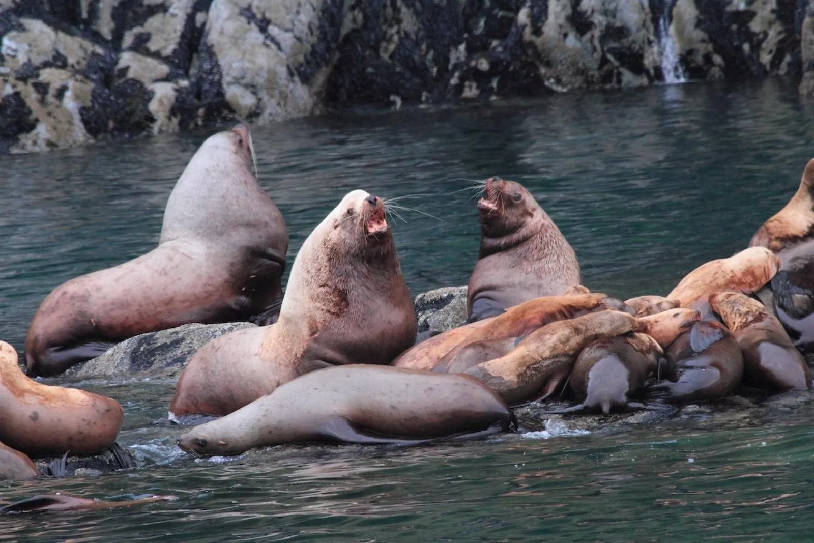 Steller sea lions hauled out close together on wet rock below a waterfall, one bellowing with its head raised