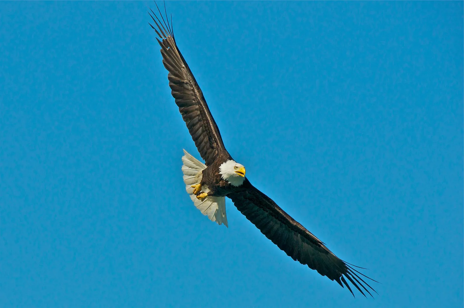 A bald eagle in flight with wings fully spread against a clear blue sky