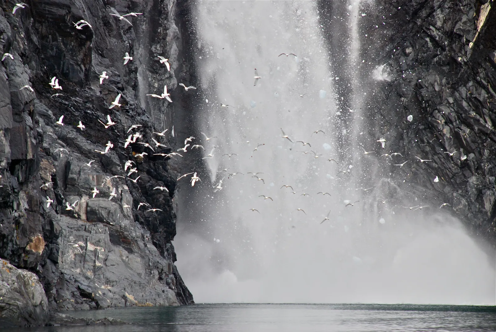 A dense flock of black-legged kittiwakes wheeling in front of a tall waterfall on a dark cliff face