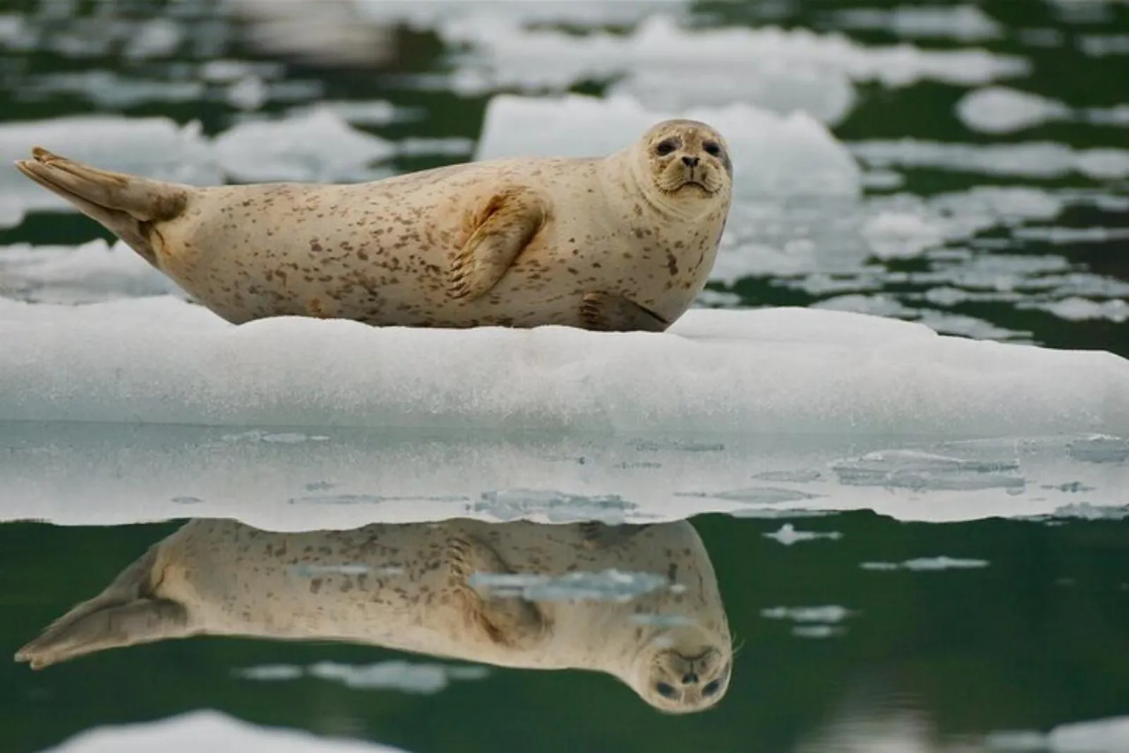 A harbour seal resting on a floating slab of glacier ice, perfectly mirrored in the still water below